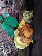 Pseudomerulius
