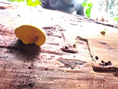 Pseudomerulius