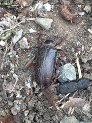 Prionus californicus