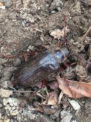 Prionus californicus