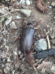 Prionus californicus