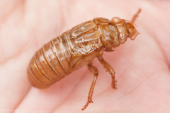 Magicicada septendecim