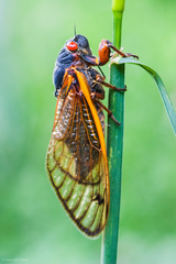 Magicicada septendecim