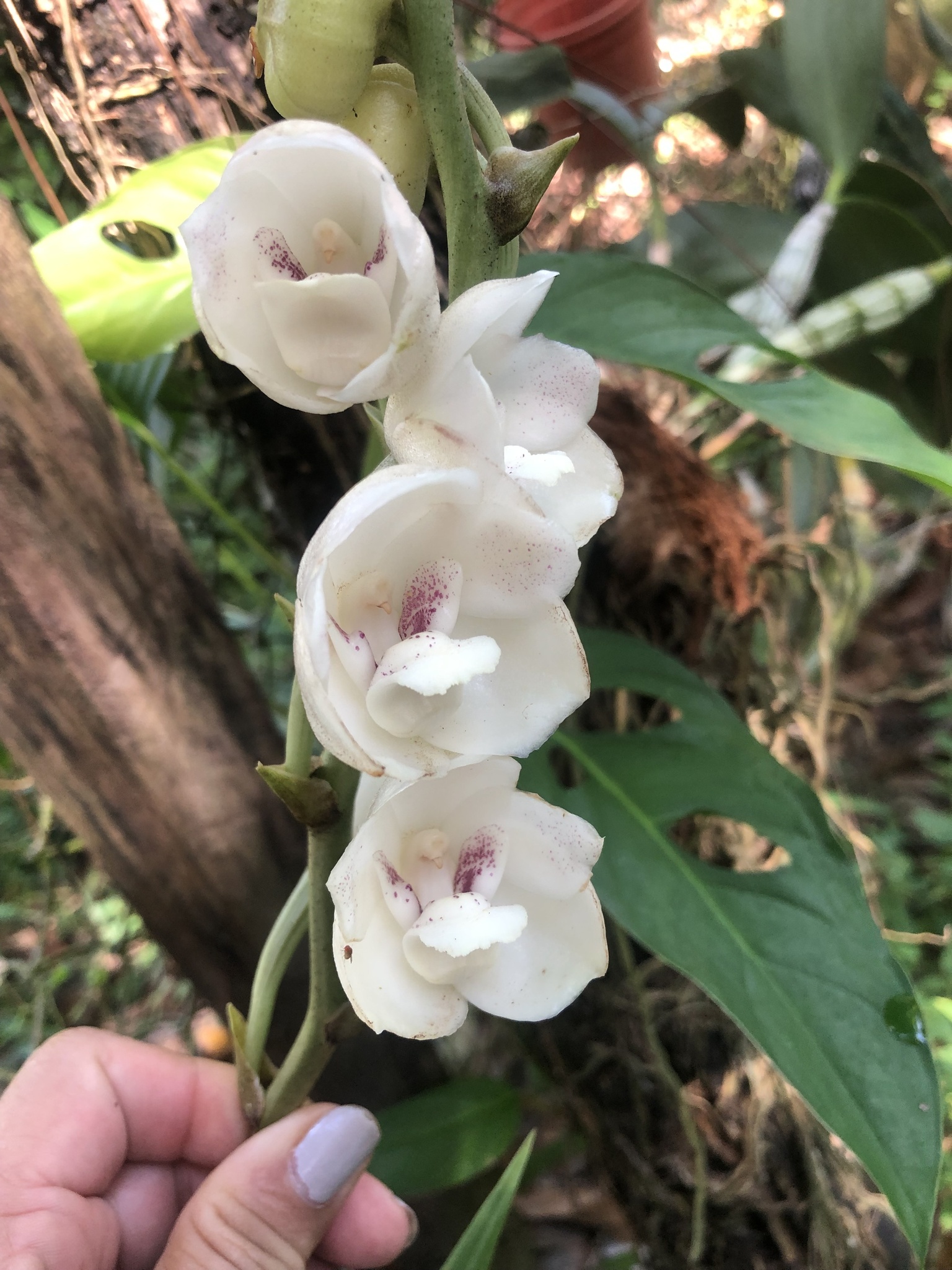 Imagem de Orquídea-pomba