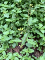 Rorippa dubia