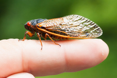 Magicicada septendecim