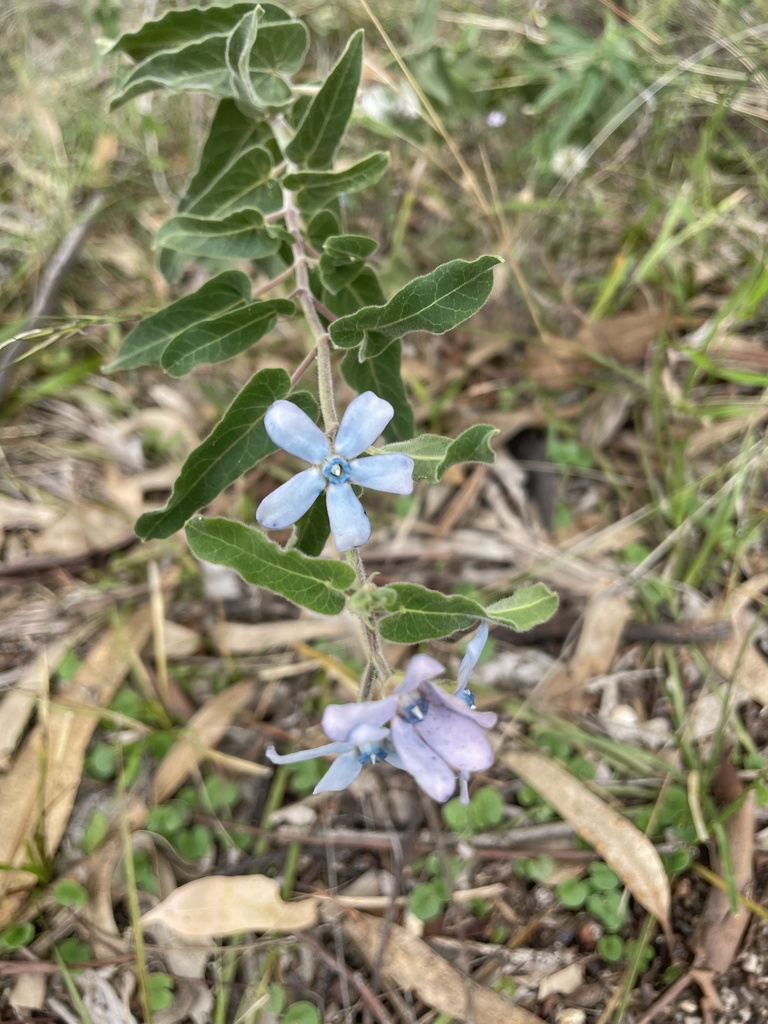 Tweedia from Tamworth Botanical Gardens, East Tamworth, NSW, AU on