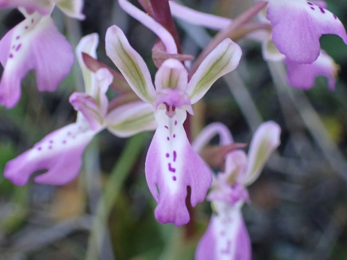 Image of Orchis sitiaca by (c) Elias, some rights reserved (CC BY)