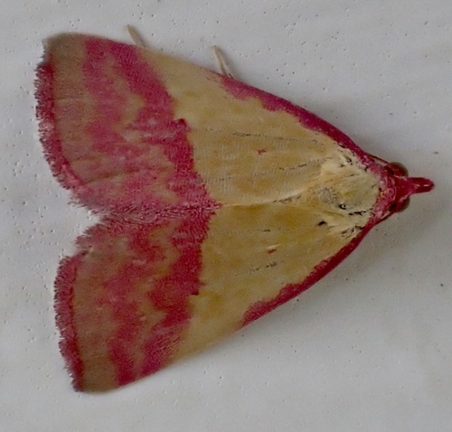 Pink-bordered Yellow