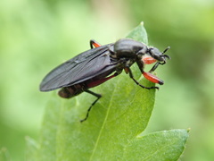 Bibio femoratus