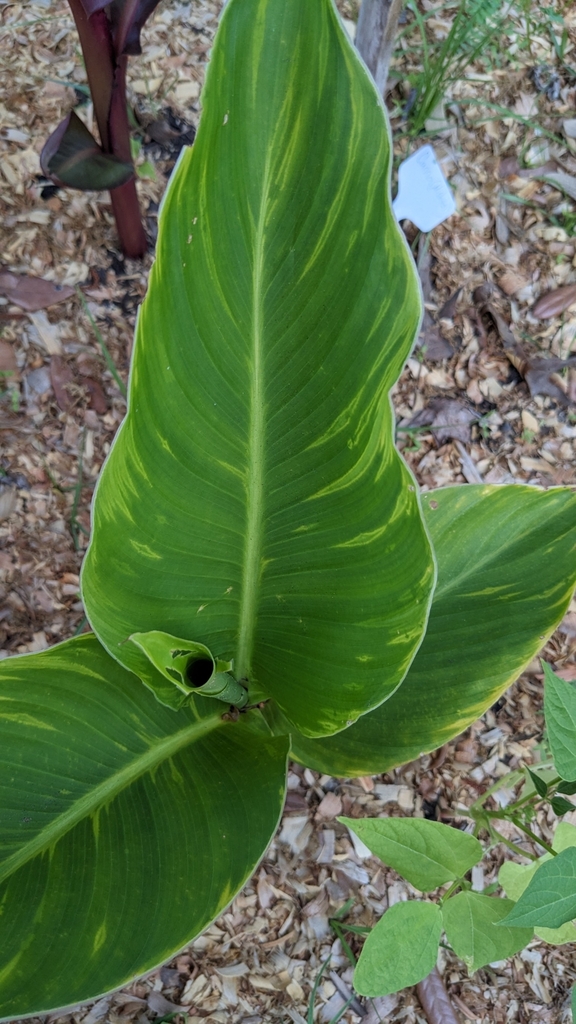 canna yellow mottle virus