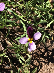 Viola beckwithii