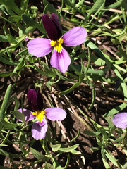 Viola beckwithii