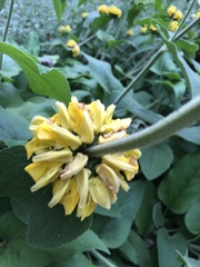 Phlomis viscosa
