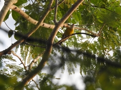 Coereba flaveola caboti