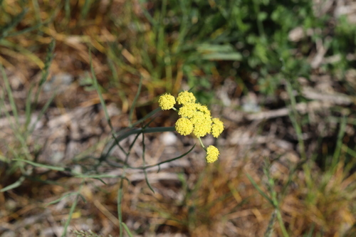 Image of Lomatium simplex by no rights reserved