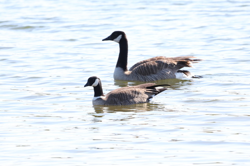 Barnacla canadiense chica (Branta hutchinsii)