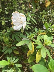 Rhododendron