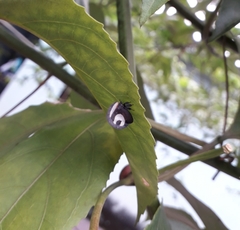 Membracis foliatafasciata