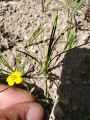 Erythranthe pulsiferae