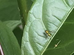 Chrysosoma globiferum