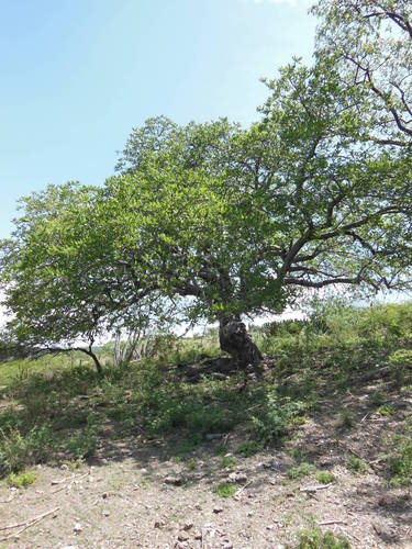 Género Cyrtocarpa · iNaturalist Mexico