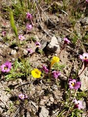 Erythranthe pulsiferae