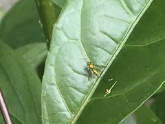 Chrysosoma globiferum