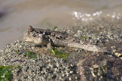 Hopping Fish photo 4