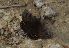 Erynnis montanus