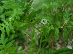 Ellisia nyctelea