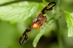 Idana marginata