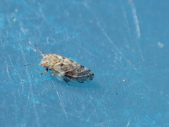 Euglyptoneura robusta