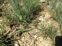 Asclepias stenophylla