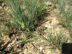 Asclepias stenophylla