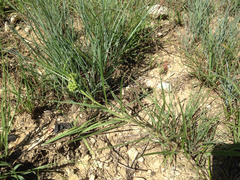 Asclepias stenophylla