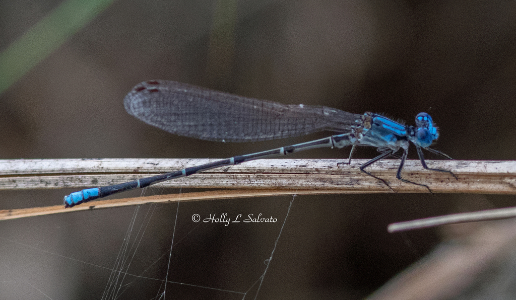 Bluefronted Dancer from Cook's Slough Sanctuary Uvalde County, TX, USA