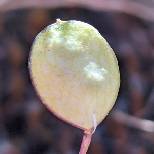 Image of Idahoa scapigera by (c) Ken-ichi Ueda, some rights reserved (CC BY)