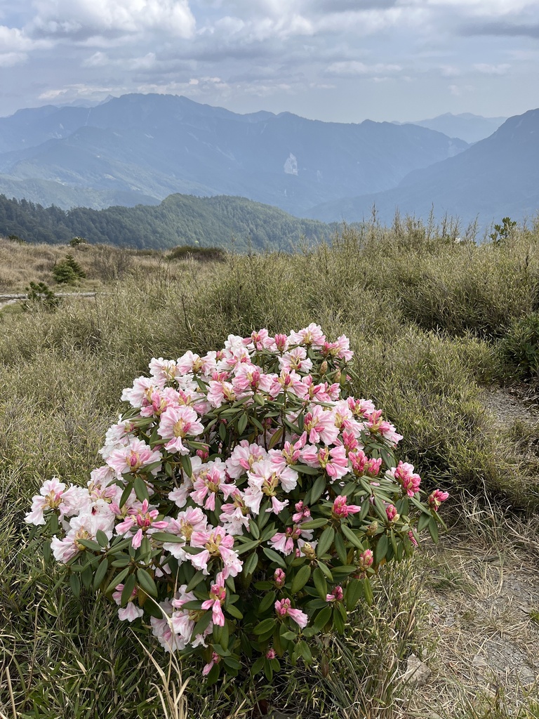 falsegoldflower rhododendron from 合歡山國家森林公園, 秀林鄉, HUA, TW on April 20