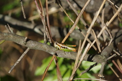 Phaedrotettix