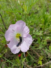 Acmaeodera ornatoides
