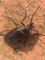 Prionus californicus