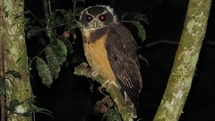 Tawny-Browed Owl photo 2