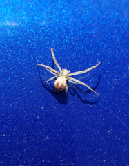 Enoplognatha ovata