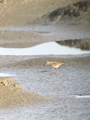Calidris mauri