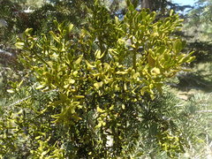 Phoradendron bolleanum