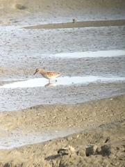 Calidris mauri