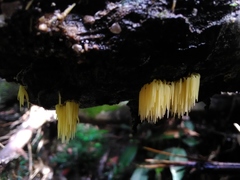 Physalacria sulphurea