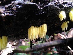 Physalacria sulphurea