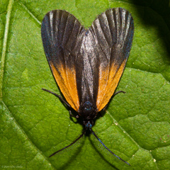 Pyromorpha dimidiata